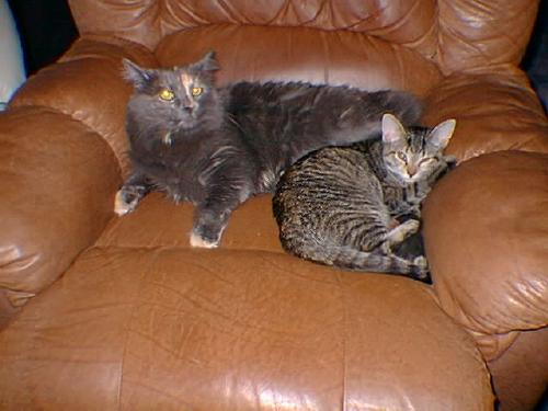 Zoie and Casey relaxing in their favorite chair!